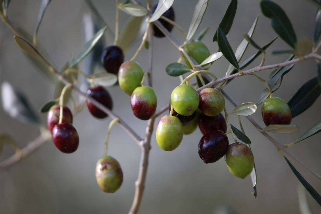 A Few Words about Salt, and Gilda's Salt Recipe