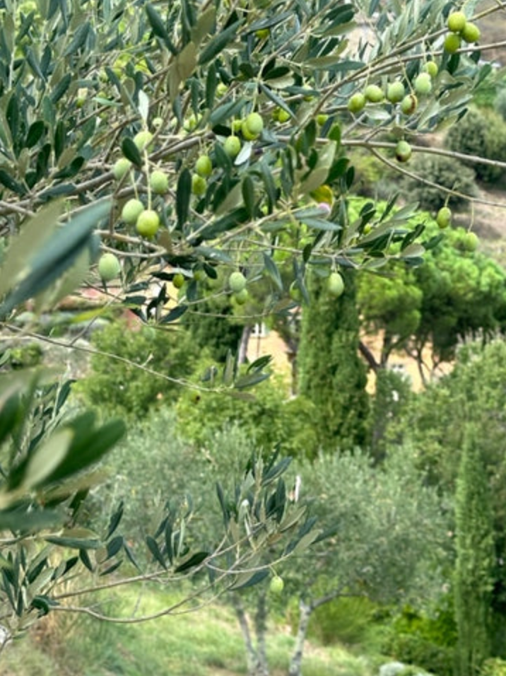 Waiting for the Olives to Ripen