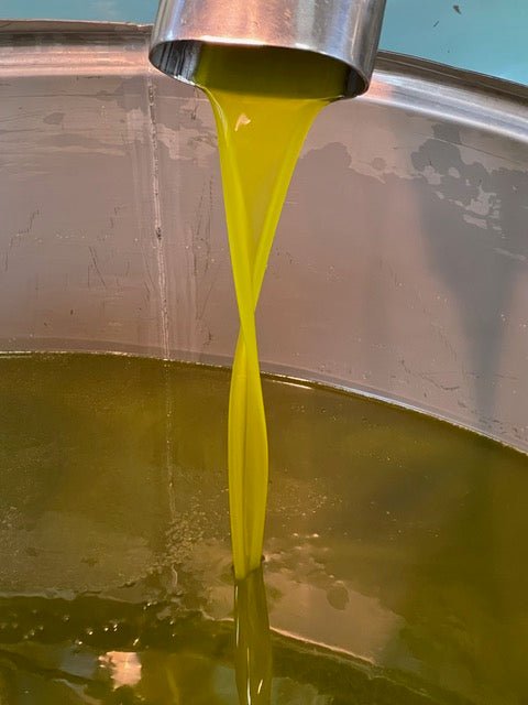 Fall 2021 Harvest - Bramasole Olive Oil