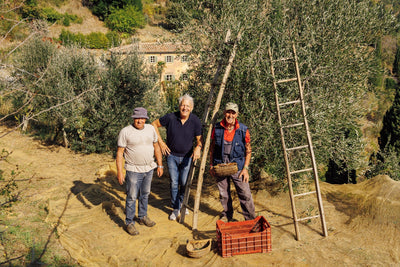 Our 34th Olive Harvest at Bramasole