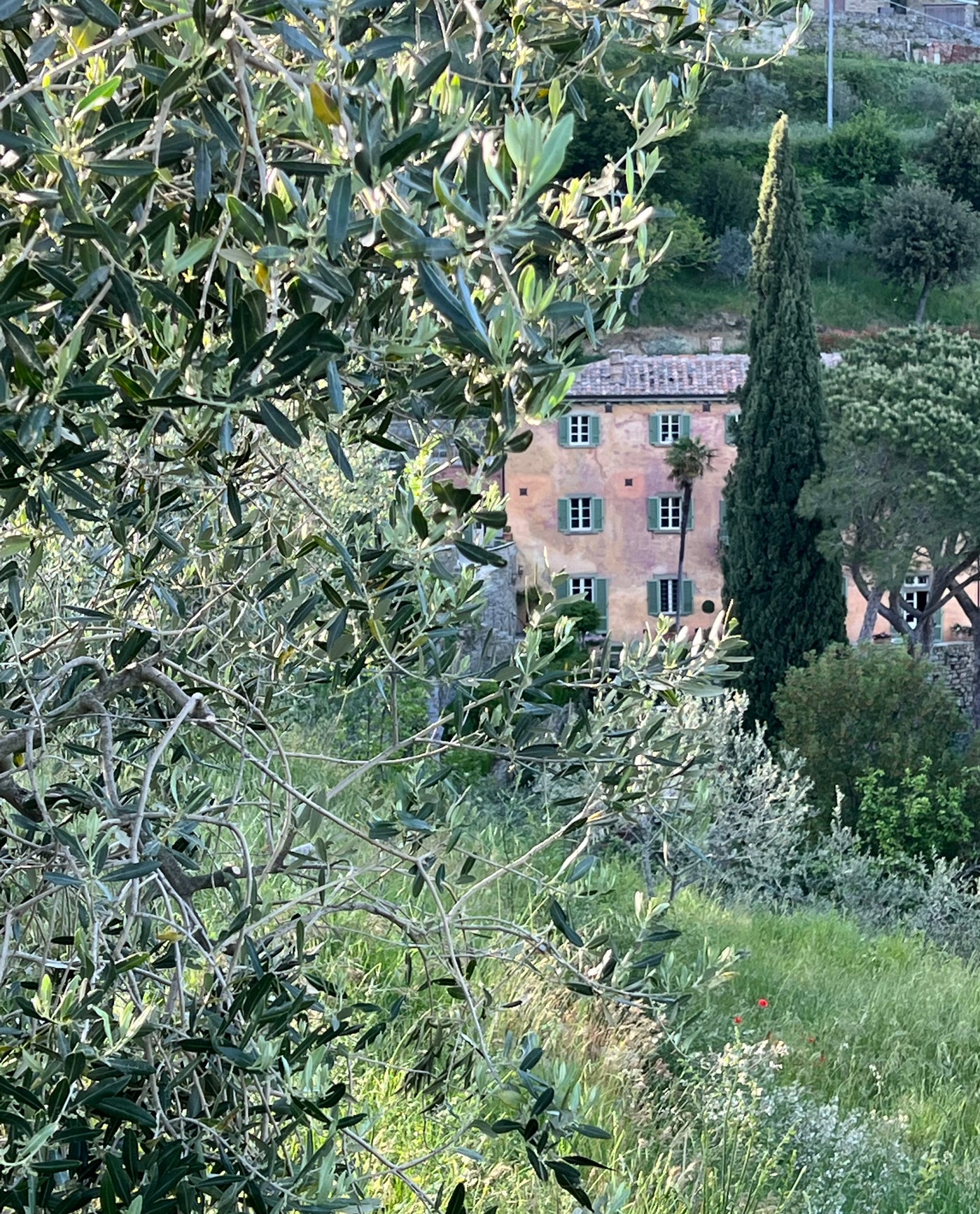 Bramasole Artisanal Extra Virgin Olive Oil Under the Tuscan SunN