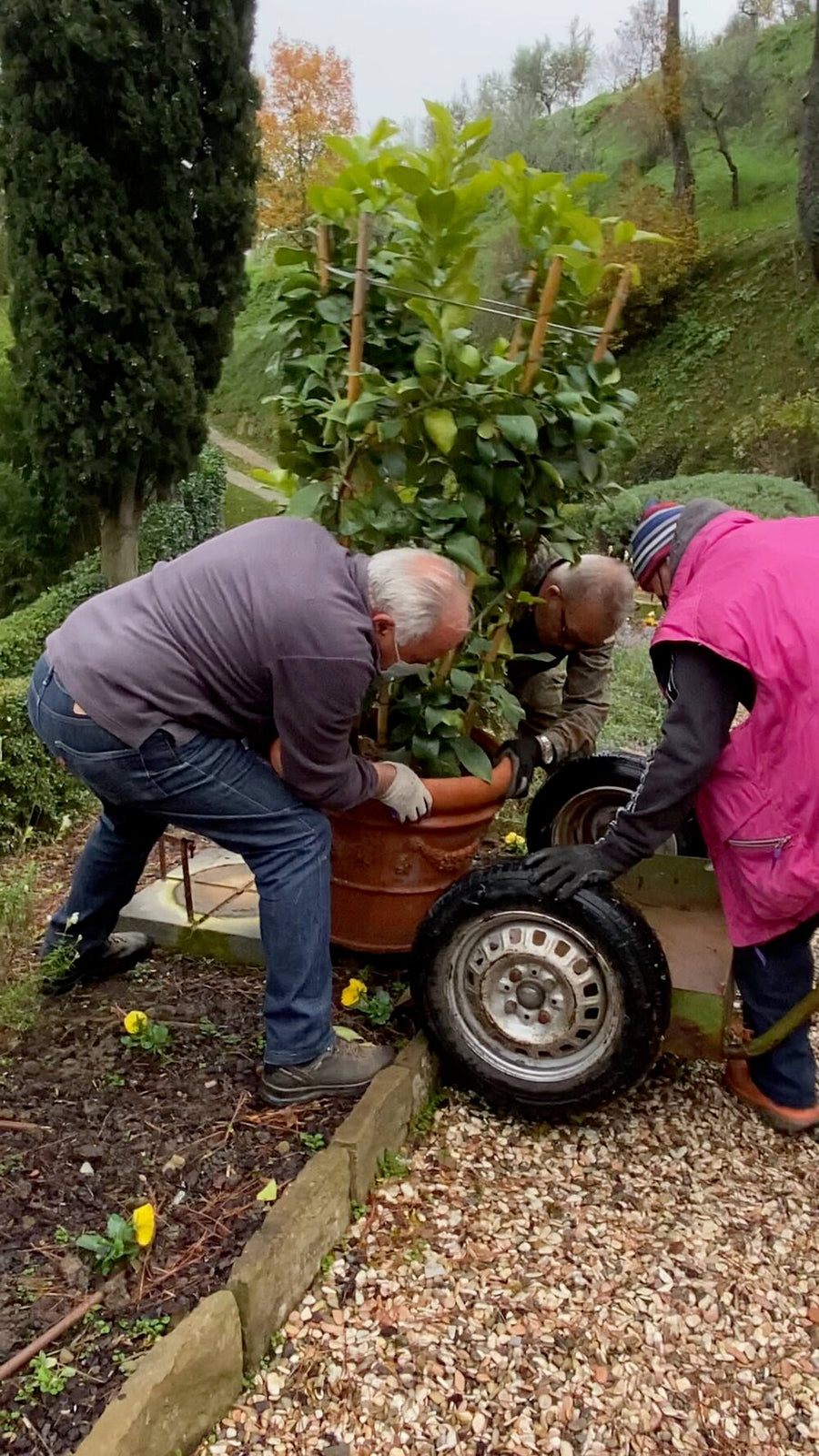Gallery Italian Olive Oil Production Bramasole Bramasole Olive Oil