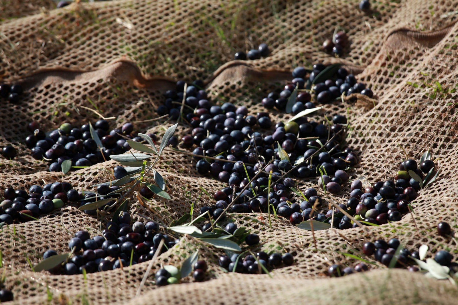 Gallery Italian Olive Oil Production Bramasole Bramasole Olive Oil