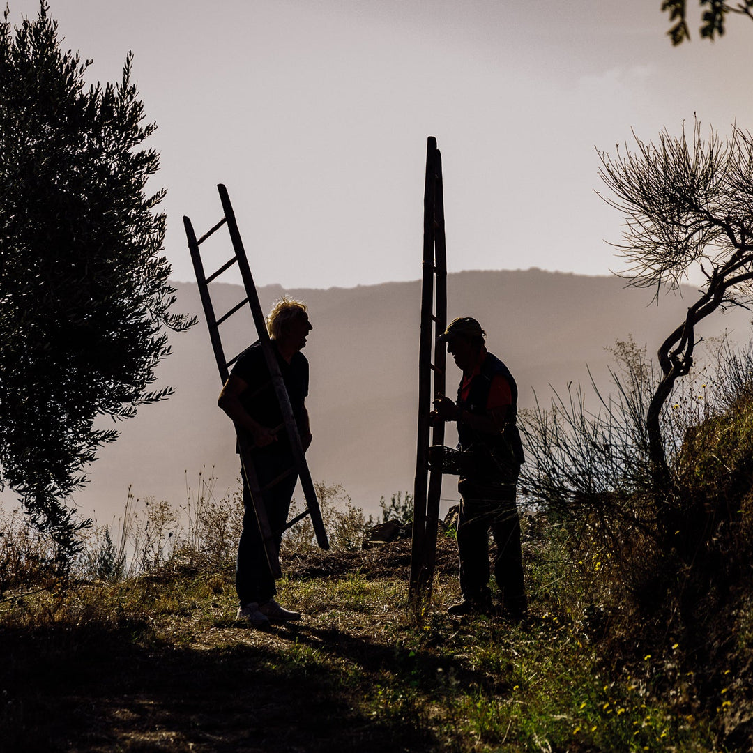 Fall 2025 Harvest Bramasole Olive Oil (Twelve 500ml Bottles)